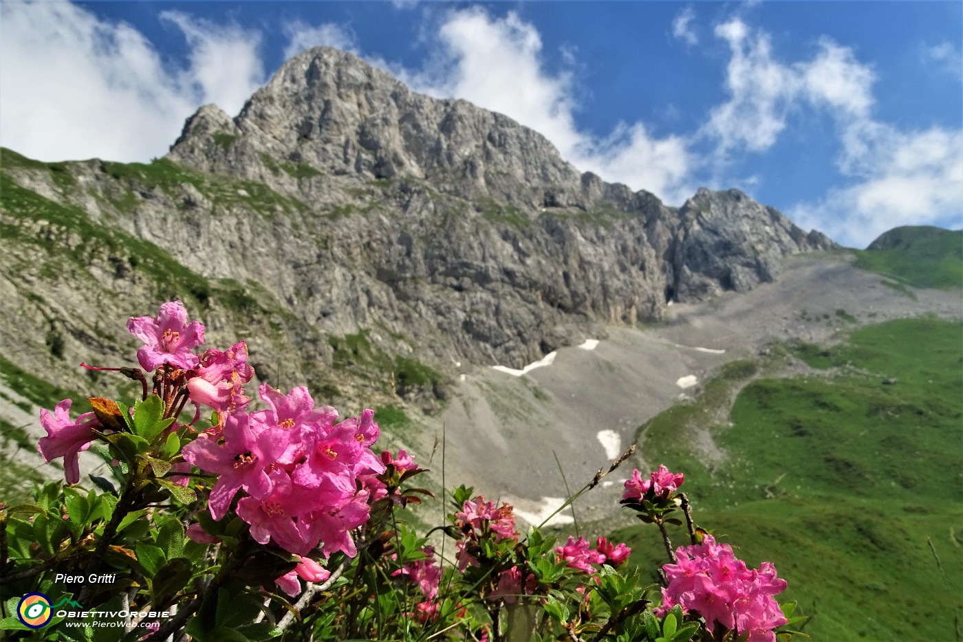 85 Rododendro irsuto (Rhododendron hirsutum) per la Corna Piana.JPG